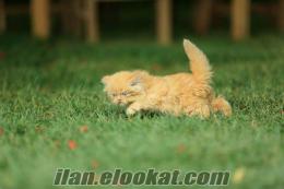 iran kedisi (persian) yavruları bursak9 güvencesiyle