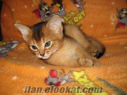 İstanbulda abyssinian kedi