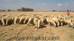 satılık merinos koyunları konyada satılık damızlık koyun