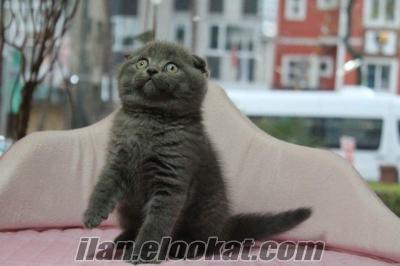 satılık scottish fold british shorthair yavru kedi