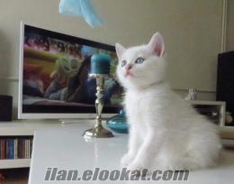 BRITISH SHORTHAIR ANNE ALTINDAN SAFKAN SILVER GÖLGELİ ERKEK