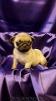 ŞİRİN PUG MOPS YAVRUSU