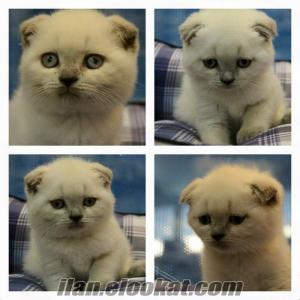 SATILIK SCOTTISH FOLD BLUE POİNT YAVRULARI MAĞAZAMIZDA