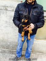 KİNG DOBERMAN YAVRULARIMIZ