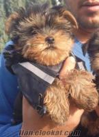 paris ismiyle ünlü yorkshire terrier yavrularımız