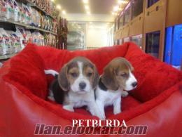 SATILIK BEAGLE YAVRULARI