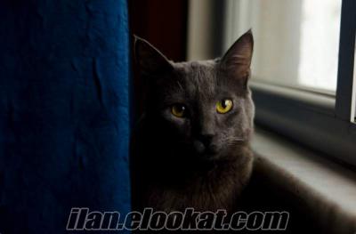Russian blue erkek kedime eş arıyorum. İstanbul