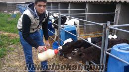 besi danaları Yüce Besi Çifliği Buzalı Süt İnekleri Besilik Danalar Düveler Satılıktır