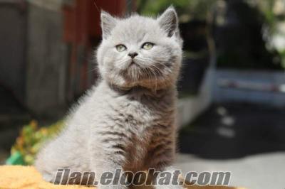 evde özel ders satılık scottish fold british shorthair yavru kedi