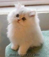 Uzun Tüylü Beyaz Posuruk ve sevimlik bir kedi arıyorum minyatür tarzlı ücretsiz