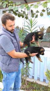 satılık k9 köpekler SATILIK ALMAN KURDU YAVRULARI
