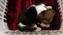 İzmir'de ucuza satılık beagle