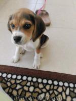 izmirde ucuza satılık beagle
