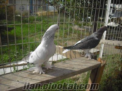gebzeden sahibinden satılık kuşlar