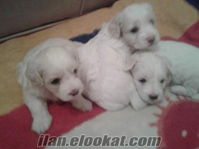 satılık malta terrier yavruları antalya