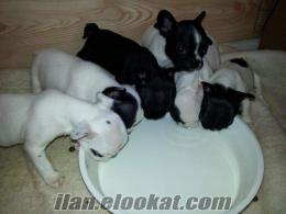 satılık French Bulldog yavruları izmir