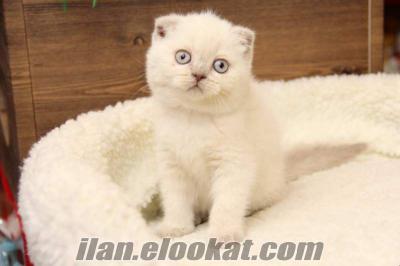 SATILIK BLUE POİNT SCOTTISH FOLD YAVRU