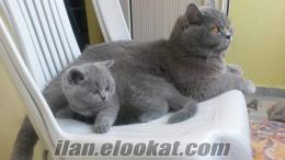 British Shorthair 2 Aylık