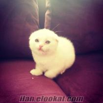 sevimli scottish ve british shorthair yavrular