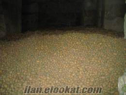 satlık grana 50 ton patates