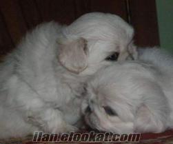 boxer köpekleri safkan beyaz pekinez yavrulari