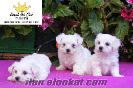 gerçek bichon maltese burada *