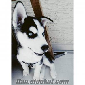 2 AYLIK ERKEN HUSKY