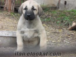 Erzurum Karaçobanda ücretsiz köpek arıyorum