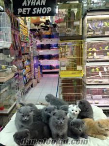 scr belgeli renk renk skotish fold yavruları ayhan pet shopta