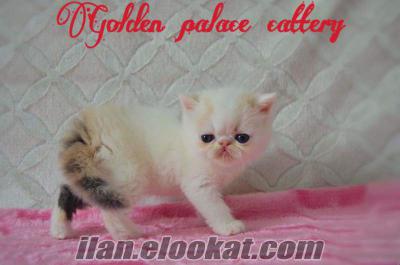 snoopy*safkan show kalite özel bir exotic shorthair