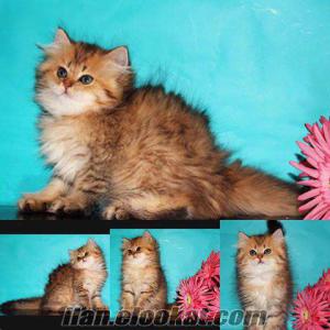 Golden British Longhair Yavru...