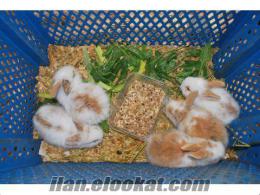 Ümraniyede 2 aylık yavru tavşanlar