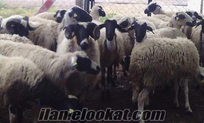 sakız koyunlar ACİL Satılık Safkan Gebe Sakız Koyun Ve Sakız Koçlar :