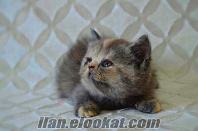 yavru kedi gaziantep safkan uygun fiyata exotic Shorthair