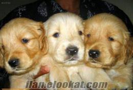 Ankara Gölbaşında golden retriever yavruları