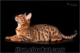 Secereli safkan Bengal kedi yavru dişi altın rengi