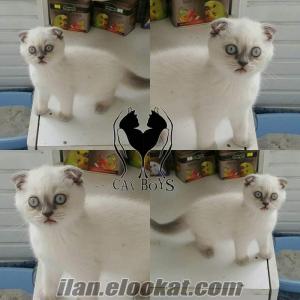 blue point scottish fold yavrular