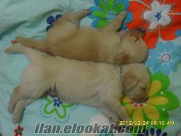 İstanbulda sahibinden satılık golden retriever yavruları