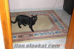 istabul Beylikdüzü Yakupluda siyah tekir kedim kayboldu