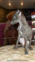italyan greyhound satılık italyan greyhound yavruları