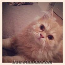 4 aylık İran Kedisi-SARI OĞLUM