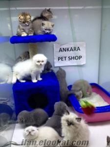 Scottish Fold Ve British Shorthair Yarulari Ankara Pet Shop Ta