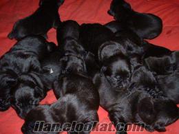 ÜRETİM VE EĞİTİM MERKEZİNDEN CANE CORSO YAVRULARI