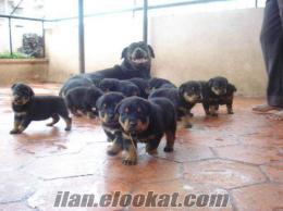 Husky Golden Terier Pekines Alman Kurdu Rottweiler