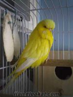 susurluk kayıkçıda sahibinden satılık sarı jumbo muhabbet kuşu