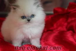 himalaya kedisi satılık satılık himalayan blue poınt yavrular geldi