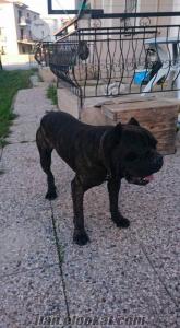 Foçadan Sahibinden Satılık Cane Corso