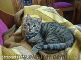 ESATPAŞA-Fetih/MAVİ BEZ TASMALI Tekir Erkek Kedim Kayıp