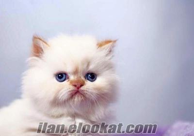 Yavru iran kedisi persian cream point 2 buçuk aylık
