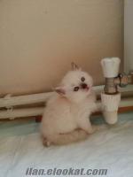 ORJİNAL RAGDOLL YAVRU KEDİ VERİYORUM